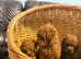 Toy Poodle