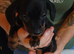True mini dachshound.