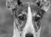Lurcher pups