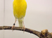2024 Irish male canary
