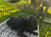 Patterdale x Lakeland puppy&rsquo;s