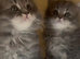 Beautiful British Shorthair & Longhair Kittens