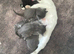 3 beautiful kittens 3 girls & 1 boy