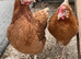 Hybrids at point of Lay