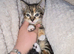 Kitten for sale