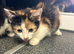 Beautiful kittens Available now