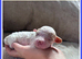Stunning Cavapoo pups