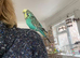 Semi tame English exhibition male budgie
