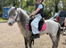 Shetland x Welsh Gelding