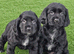 Cocker spaniel puppies