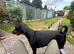 Doberman Female
