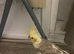 Baby cockatiel birds