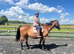 For share.16.3hh TB gelding 1/2 days per week