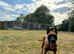 belgian malinois Puppies for sale