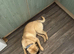 I have a Puggle puppy 11months old