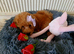 Miniature Poodle.