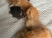 4 beautiful kittens for sale please read discription