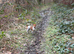Proven miniature Jack Russell