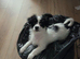 Papillon cross 5 months old needs new home
