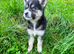 Pomsky puppy&rsquo;s