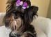 Colorful Yorkshire terrier