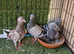 Racing pigeons