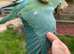 Blue and green Indian ring neck