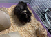 Guinea pigs include eveything