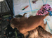 Curly cockapoo puppies