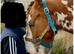 Spirit - 6 years old gelding