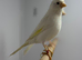 Canaries