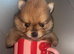 Pomeranian puppies