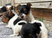 Beautiful  biewer terrier puppy
