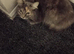 Female cat