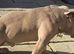 American pocket bully for sale