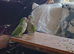 Two young quaker parrots ready for taming