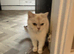 British shorthaired female