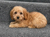 Cockpoo puppies