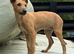 Chester needs a family