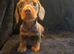 5 miniature dachshund puppies