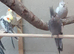 Various Colours Cockatiels