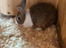 5 Dutch for sale Yellow and white tortoise and white