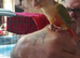 Hand tame baby conures