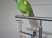 Stunning blue fronted amazon