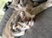 Kitten for a good home