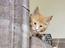 Maine Coon Kittens
