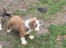 Beautiful old tyme English Bulldog pup