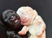 Exceptional full fluffy French bulldogs