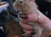 Baby degu mixed colours