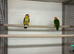 2026 Breeding pairs Yellow Thighed Caiques &pound;995pr with DNA's